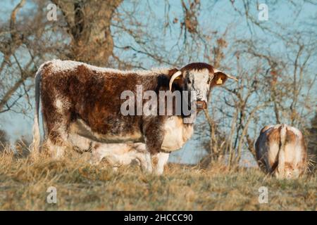 In a field in Norfolk the long horned cow watches on Stock Photo