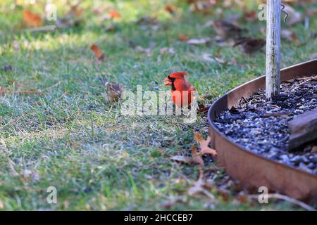 Birds in backyard Long Island New York Stock Photo