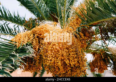 Bunches of yellow dates on green palm branches Stock Photo