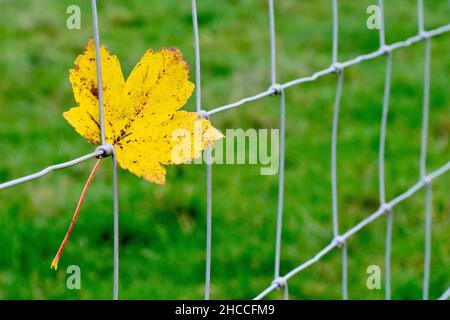 Close up of a yellow autumn Sycamore leaf (acer pseudoplatanus) caught on a wire grid fence with the green grass of the field in the background. Stock Photo