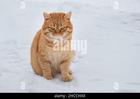 plump ginger cat with gray eyes sits in the snow Stock Photo