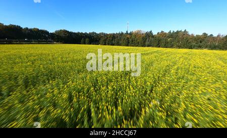 Aerial FPV drone flight over yellow flower sunflower field plantation in the autumn summer on a sunny day. Tree plantation. Stock Photo