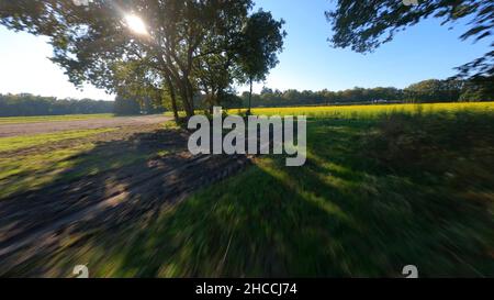 Aerial FPV drone flight over yellow flower sunflower field plantation in the autumn summer on a sunny day. Tree plantation. Stock Photo