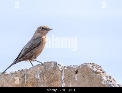 Rock Chat resting on a rock in afternoon Stock Photo