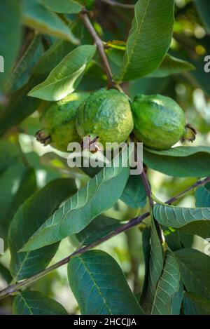 Green guava fruits hanging on a tree, vertical shot Stock Photo