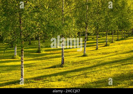 View of the Skogskyrkogarden, Woodland Cemetery located in the Gamla Enskede district south of central Stockholm, Sweden. Stock Photo