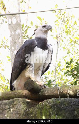 Harpy eagle claw hi-res stock photography and images - Alamy