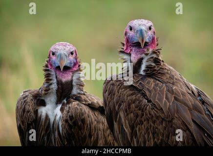 Lappet-faced Vulture or Nubian vulture - Torgos tracheliotos, Old World vulture belonging to bird order Accipitriformes, pair two scavengers feeding o Stock Photo