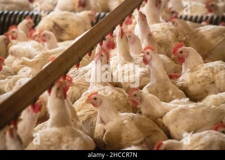 Chickens gathered for water Stock Photo