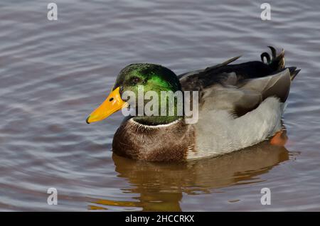 Mallard, Anas platyrhynchos, male Stock Photo