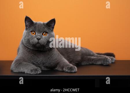 british shorthair blue cat resting on black table or drawer lying on the side looking at camera on orange background Stock Photo