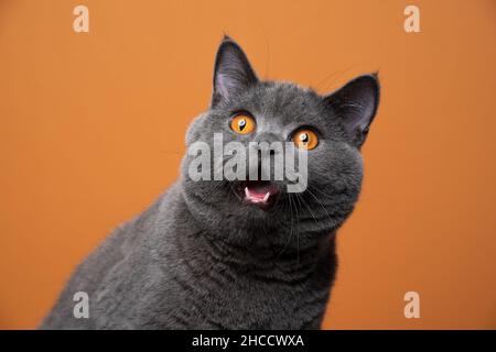 funny british shorthair cat portrait looking shocked or surprised on orange background with copy space Stock Photo