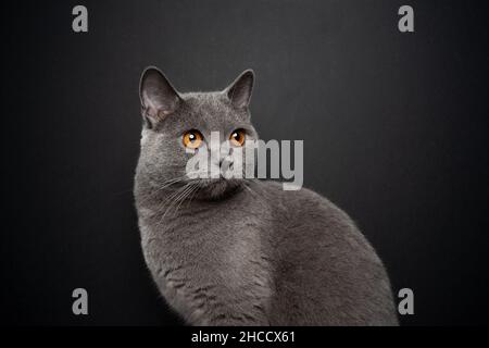 beautiful gray british shorthair cat looking over shoulder portrait on black background with copy space Stock Photo