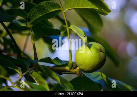 Green ripening green walnut (Júglans régia) grow on a tree. Close up Stock Photo