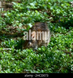 Closeup shot of a marsh rabbit (Sylvilagus palustris) eating grass under the sunlight Stock Photo