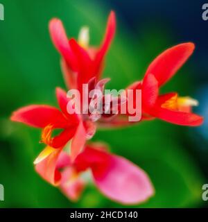 Closeup of a beautiful canna lily flower in a garden Stock Photo