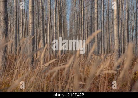 Aerial shot of aspen parkland and trees in the forest in winter Stock Photo