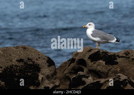 Yellow legged Gull (Larus michahellis) on the rocks with the Atlantic Ocean in the background Stock Photo