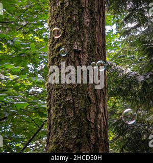 Calm Bubbles in Front of a Tree Trunk Canada Stock Photo