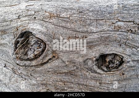 Knots on cracked piece of driftwood on the Pacific coast of California, USA Stock Photo