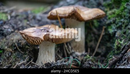 Wild Mushrooms in New Zealand Stock Photo