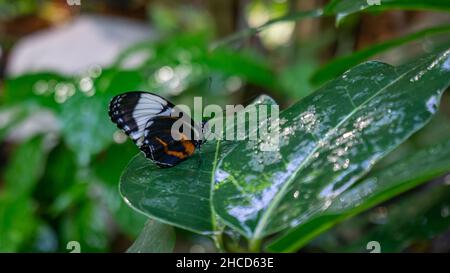 White Admiral Butterfly Perched on a Green Leaf Stock Photo