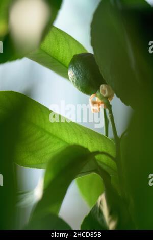Green lemon on a tree in garden Stock Photo