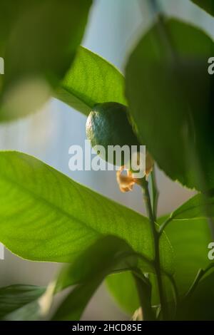 Green lemon on a tree in garden Stock Photo