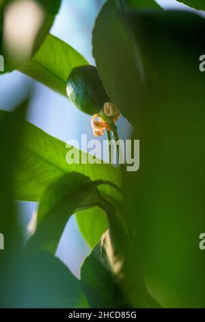 Green lemon on a tree in garden Stock Photo