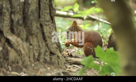 Red squirrel close up on forest background. Little adorable hungry squirrel eating a nut near a tree trunk and green forest plants, concept of wildlif Stock Photo