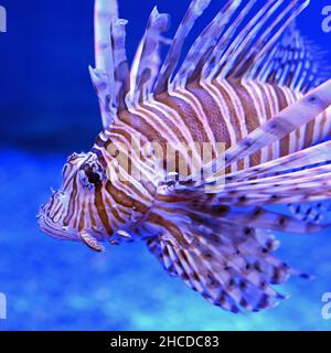 Red Lionfish Swimming and Watching, Close Up Stock Photo