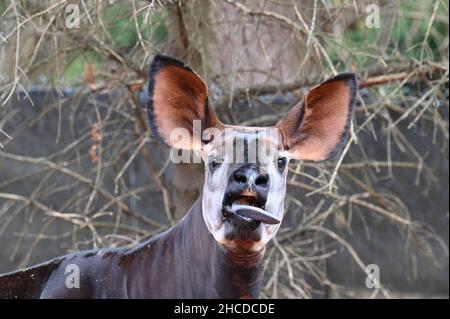 okapi tongue ear