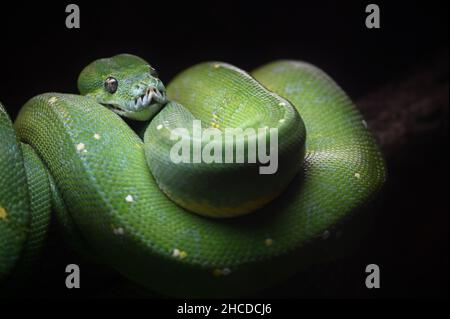 Green Python Coiled Up on a Branch Stock Photo