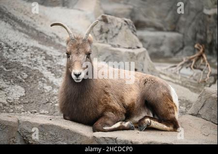 Rocky Mountain Bighorn Sheep Sitting on a Rock Stock Photo