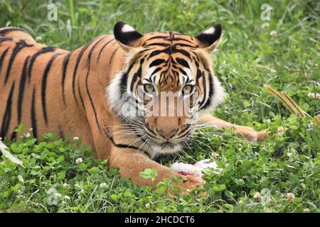 Malayan Tiger in the Grass, Patiently Watching Stock Photo