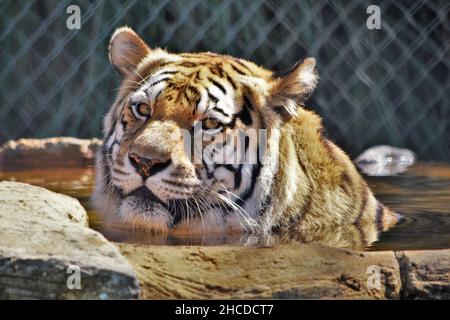 Sumatran Tiger Taking a Bath Stock Photo