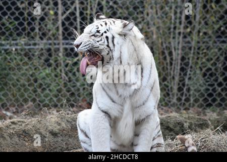 White Tiger Sitting, Tongue Out Stock Photo