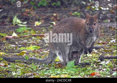 Bennett's Wallaby Mother with Joey in Pouch Stock Photo