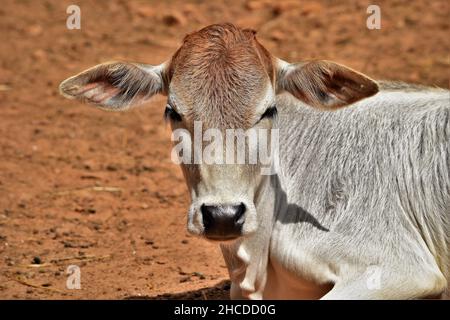 Zebu Cow Face Close Up Stock Photo