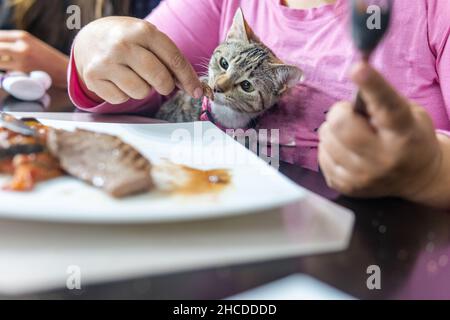 unrecognizable woman sharing her food at the table with a cat Stock Photo