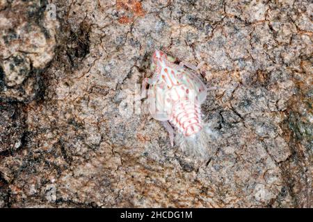 Green Planthopper nymph, Siphanta acuta. Often called a Torpedo Bug. These nymphs change appearance during life stages. Coffs Harbour, NSW, Australia Stock Photo