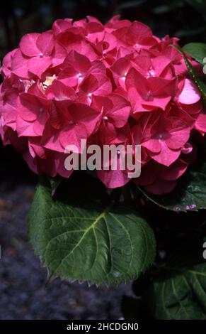 PINK HYDRANGEA MACROPHYLLA FLOWERHEAD IN FULL BLOOM. Stock Photo