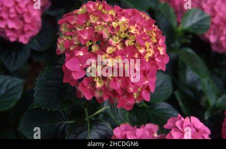 PINK AND YELLOW HYDRANGEA MACROPHYLLA FLOWERHEAD IN FULL BLOOM. Stock Photo