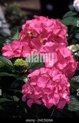 PINK HYDRANGEA MACROPHYLLA FLOWERHEADS IN FULL BLOOM. Stock Photo