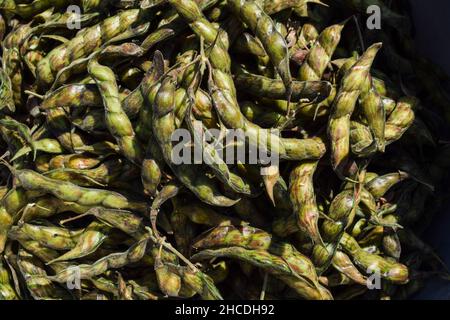 Fresh green raw Pigeon pea pods covered outer layer shells with seeds inside. Indian Winter seasonal vegetables also called Toor or Tuvar dal fresh or