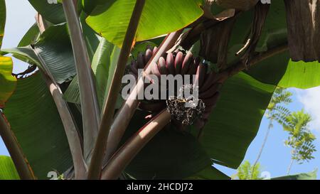 Underneath view of a red banana plant with fruits and inflorescence in the garden Stock Photo