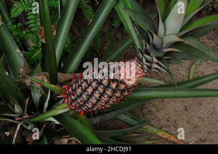 Overhead view of a red pineapple, a red variant growing in the field Stock Photo