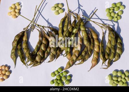 Fresh raw Pigeon pea vegetable on white background. Indian subtropical winter vegetable beans known as Pigeonpea or Tuvar toor dal legume. Different c