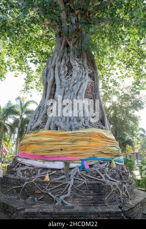 Ayutthaya, THAILAND - December 4, 2021: Face of the Statue of buddha in bodhi tree in Wat NAPHRA MERU this temple is very famous for tourist at Provin Stock Photo