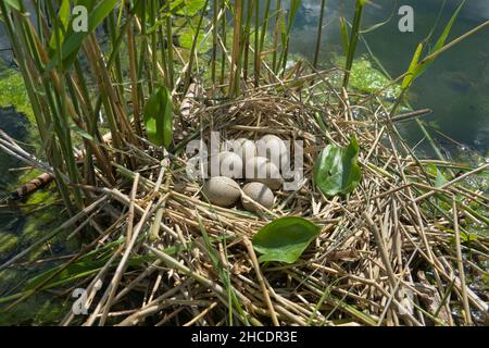 Bird's Nest Guide. Nidology. European coot (Fulica atra) nest on a eutrophied lake with an abundance of common reed (Phragmites australis) Stock Photo